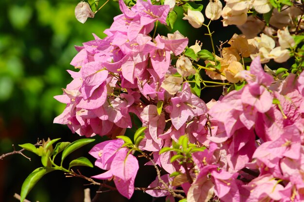 Photo pink bougainvillea glabra decorative flower closeup