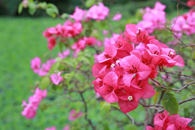 庭のピンクブーゲンビリア紙の花。