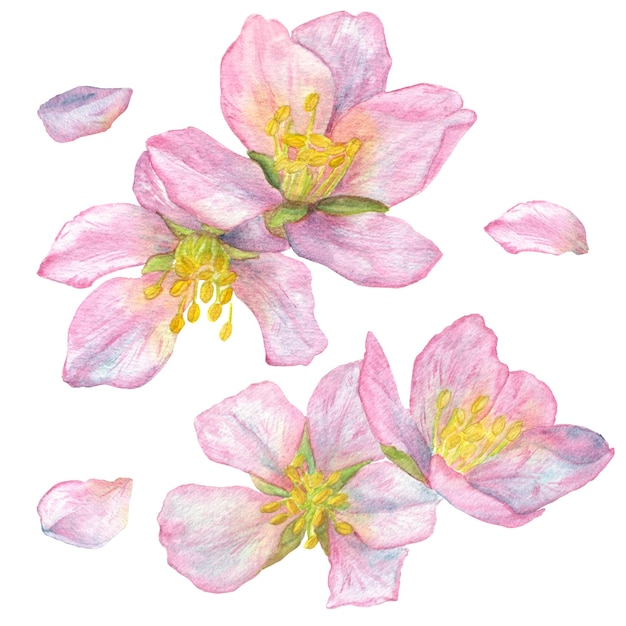 Pink branches of blossoming cherry with petals Romantic illustration Watercolor