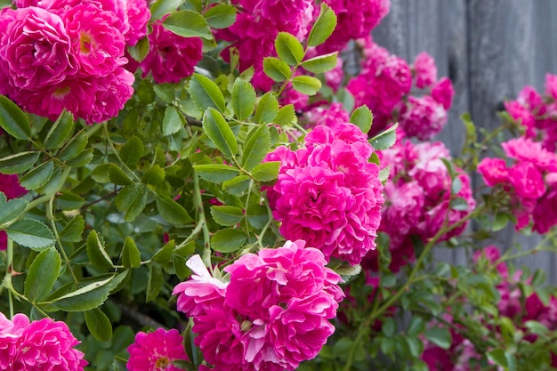 Pink bright roses on old rough wooden wall and window background Selective focus