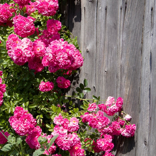 Rose rosa luminose su vecchio muro di legno grezzo e sfondo della finestra messa a fuoco selettiva