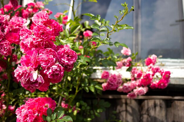 Pink bright roses on old rough wooden wall and window background Selective focus