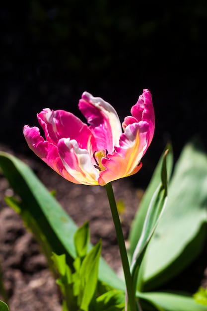 Pink brindled tulip backlit by the spring sun in a garden