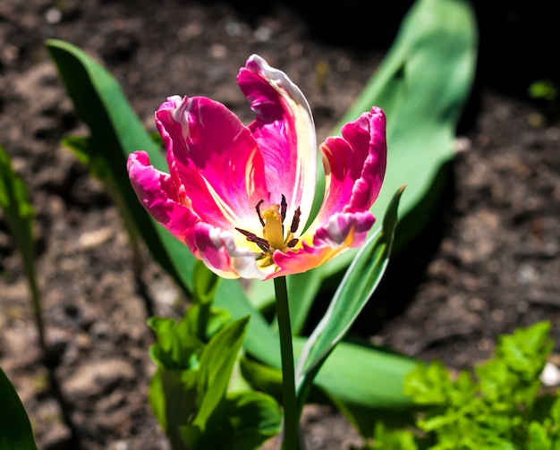 Pink brindled tulip backlit by the spring sun in a garden