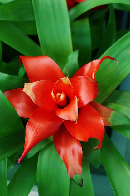 Pink bromeliad on green leaf background