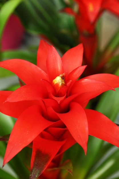 Pink bromeliad on green leaf background