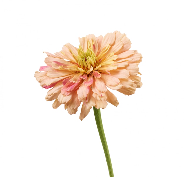 Pink bud of blooming zinnia flower