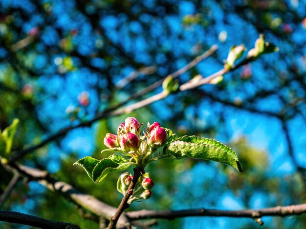 Pink buds of blossoming pear tree flowers