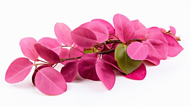 Pink bunch with leaves isolated on white background