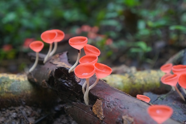 Photo pink burn cup mushrooms are growing up from the decomposed branch