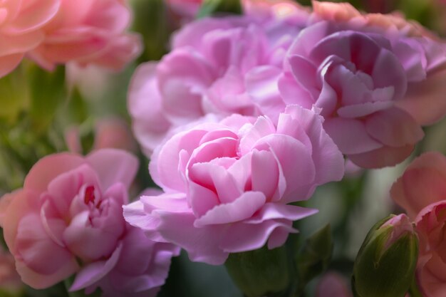 写真 ピンクのブッシュカーネーション美しい明るい花束