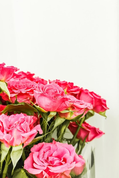 Photo pink bush rose closeup place for text
