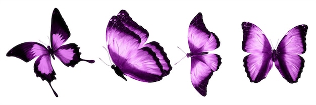 Farfalle rosa isolate su priorità bassa bianca. falene tropicali. insetti per il design. colori ad acquerello