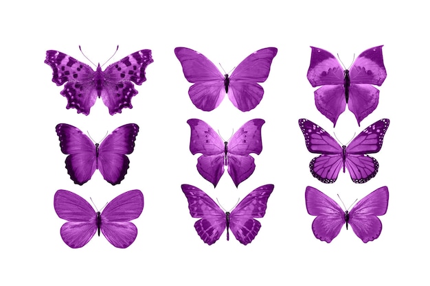 Pink butterflies isolated on white background. tropical moths. insects for design. watercolor paints