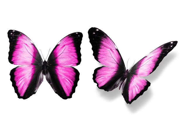 Pink butterfly. natural insect. isolated on white\
background