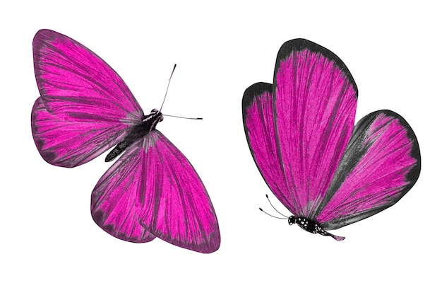 pink butterfly. natural insect. isolated on white background