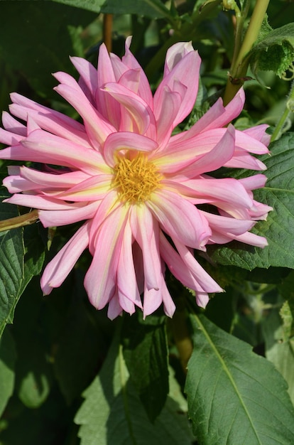 Pink cactus dahlia Close up of flowering pink dahlia Pink and yellow spider dahlia flower