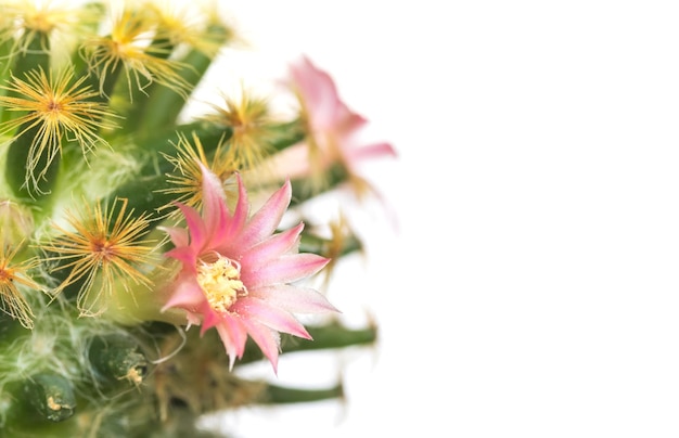 白い背景に咲くピンクのサボテンの花