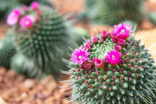 ピンクのサボテンの花が庭にクローズアップ