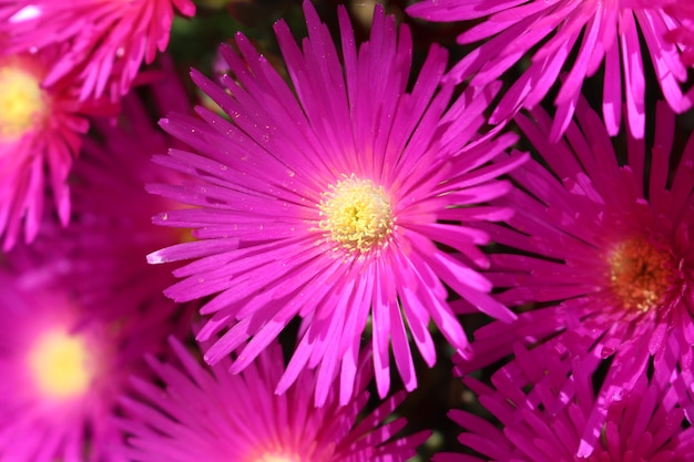 Pink cactus flowers