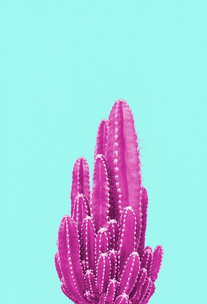 Pink cactus on turquoise background