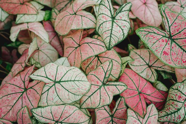 Photo pink caladium top view flatlay