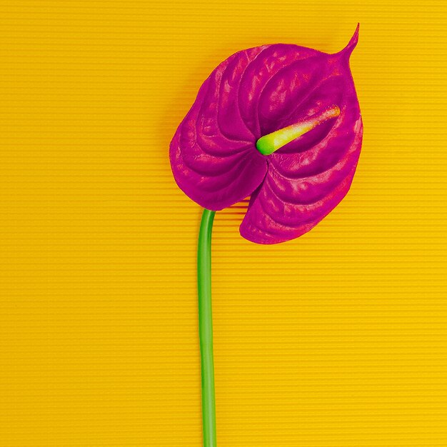 Pink Calla flower on yellow background. Colorful mix. Minimalism design