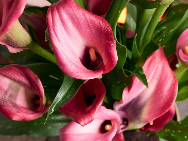 Pink calla lilies close up