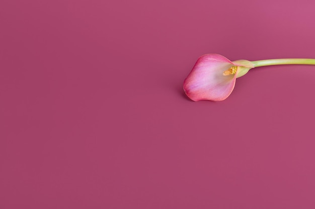 Gigli di calla rosa su sfondo rosa per biglietto di san valentino o regalo di san valentino, compleanno, datazione, anniversario. primo piano rosa di struttura dei fiori di calla con lo spazio della copia. fotografia macro floreale