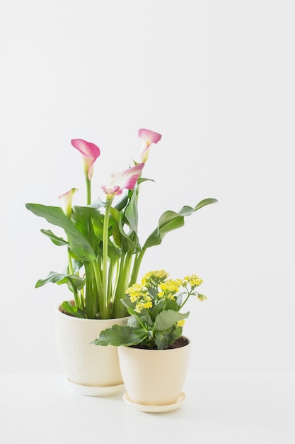 写真 白い表面の植木鉢にピンクのオランダカイウと黄色のカランコエ