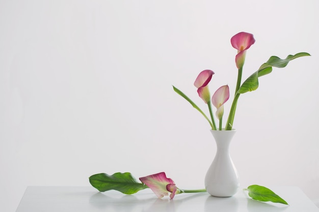 Giglio di calla rosa in vaso su priorità bassa bianca