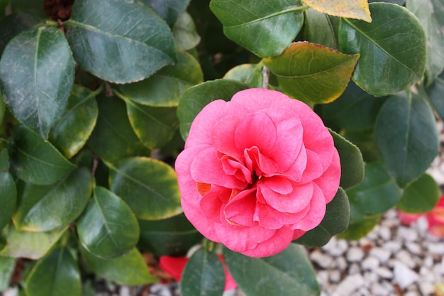 Pink camellia blossom