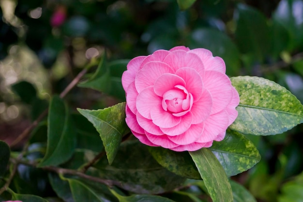 A pink camellia flower with green leaves