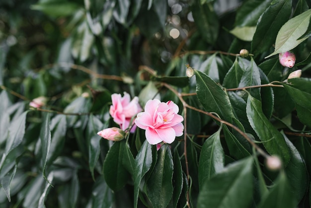 Pink camellia flowers on an evergreen tree in the park