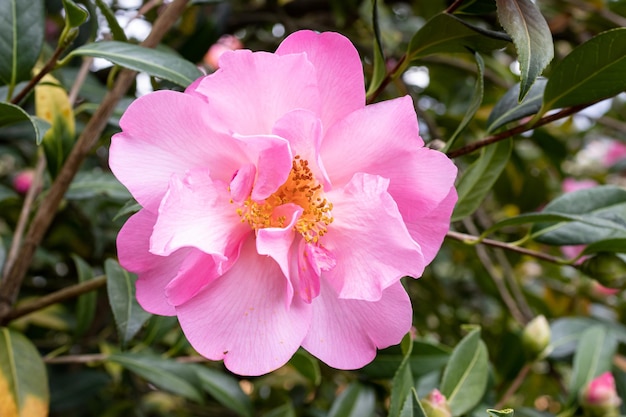 Розовый цветок камелии сетчатой, растущий на открытом воздухе