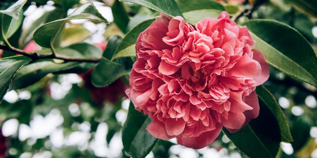 Pink Camellia Tree with Blooming Flowers