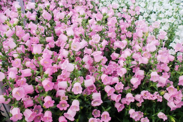 Pink Campanula flowers Macro of flowers Campanula Portenschlagiana in full bloom