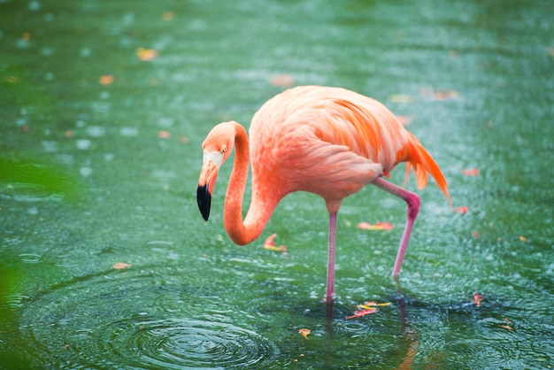 The pink Caribbean flamingo goes on water. Pink flamingo goes on a swamp.