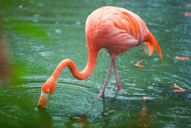 The pink Caribbean flamingo goes on water. Pink flamingo goes on a swamp.