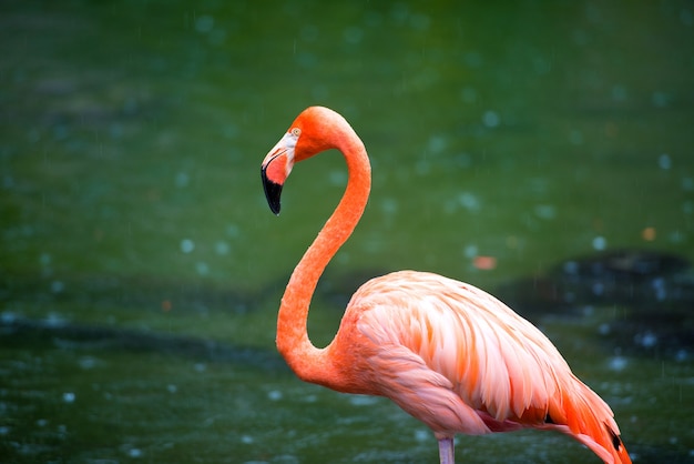 The pink Caribbean flamingo goes on water. Pink flamingo goes on a swamp.