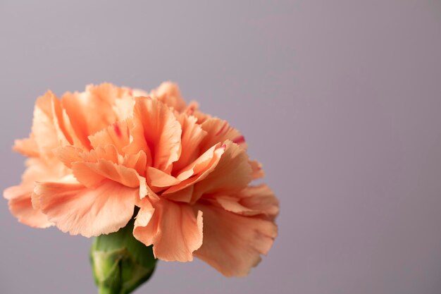 A pink carnation against a purple background