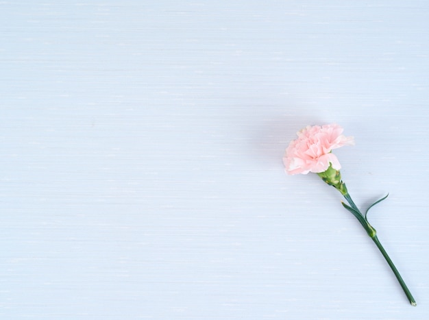 Pink carnation on blue notebook