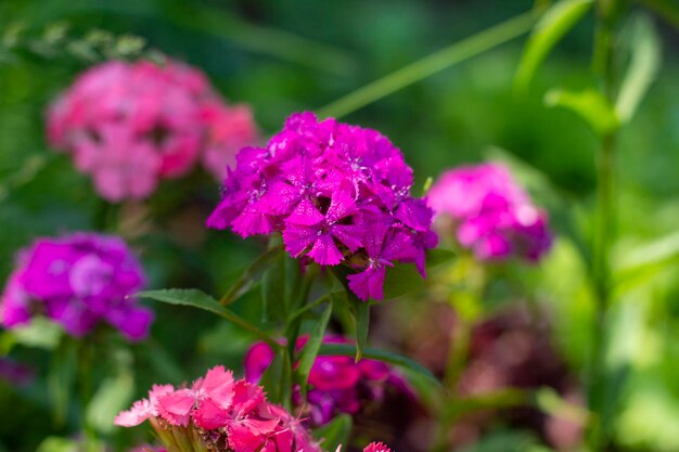 Pink carnation bush in the garden.