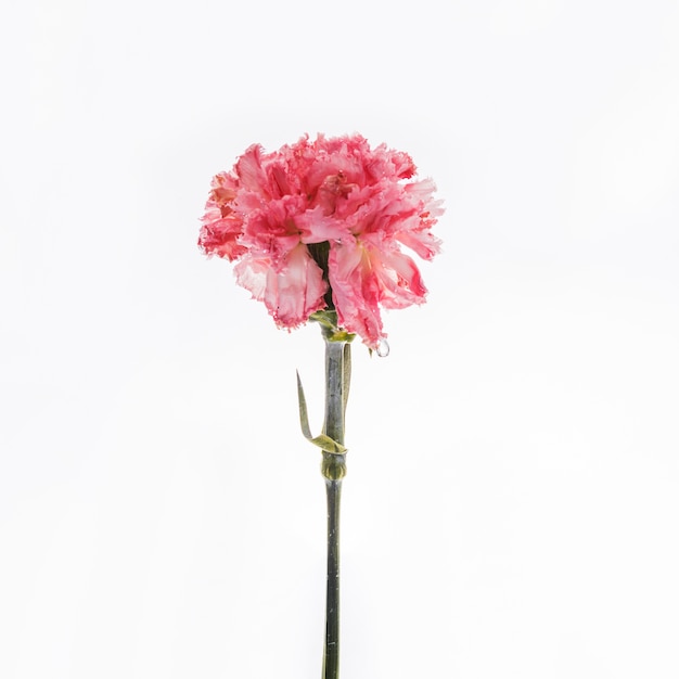 Photo pink carnation falling into water