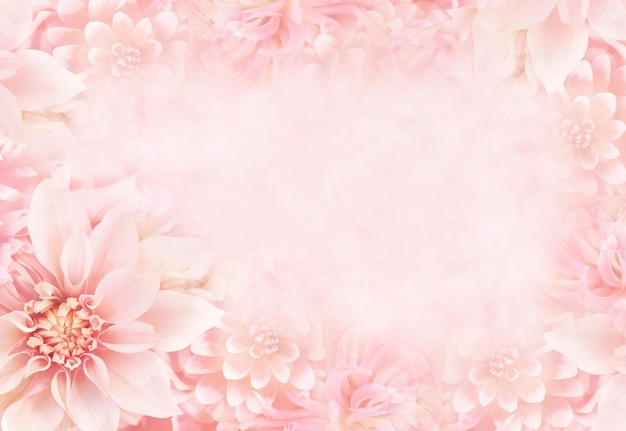 Pink Carnation Flower Background