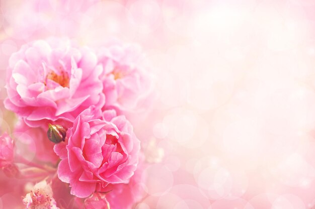 Photo pink carnation flower background