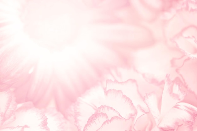 ピンクのカーネーション花の背景