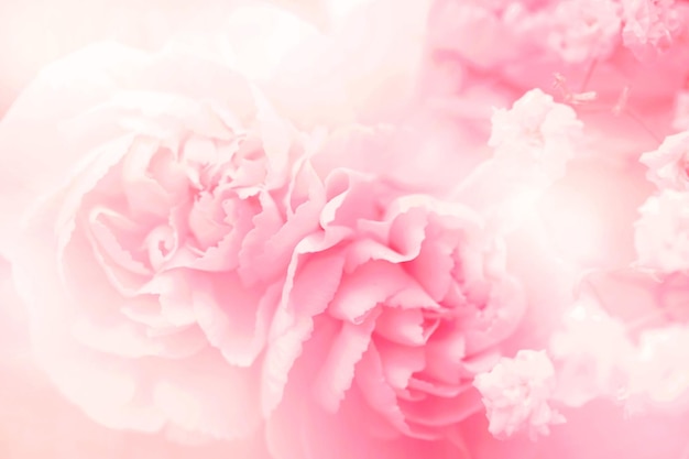 Pink Carnation Flower Background