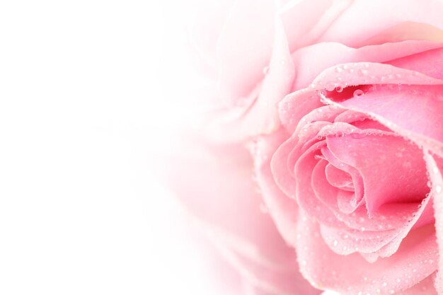 Pink Carnation Flower Background