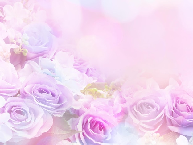 Pink Carnation Flower Background